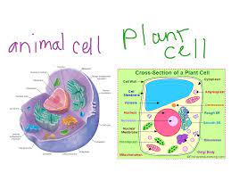 Animal cell vs plant cell project. Animal Cell Compared To Plant Cell Showme