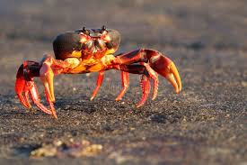 Image result for Krauseola mosambicina