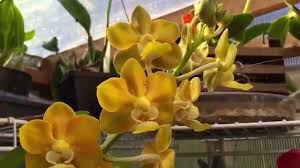 They won't bloom without them. Vanilla And Vanda Orchids Buds And Blooms Vandas In Pots Update Youtube