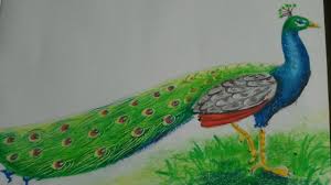 Peacock vectors photos and psd files free download. Drawing A Peacock Pencil Shading Youtube