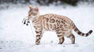 Unser bengal kater (kastriert) ist leider nicht mehr nach hause gekommen. Bengal Katze Charakter Haltung Pflege Zoopus