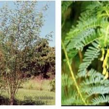 Image result for Sesbania goetzei