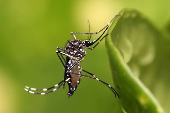 Dengue and Malaria Prevention