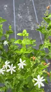 Image result for Jasminum meyeri-johannis