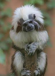 Pin By Fun With Chemo On My Precious Animals Cute Animals Animals Unusual Animals