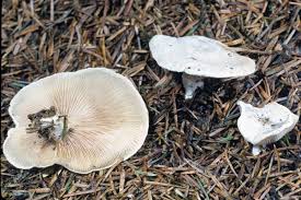 Image result for Clitopilus prunulus