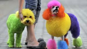 Poodle mixes combine a standard, miniature, or toy poodle with. How To Dye A Dog S Hair At Home Using Kool Aid Pethelpful