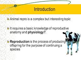 There are two types of reproduction: Male Reproductive Tract Ppt Download