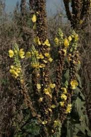 Image result for Volusia amboinensis