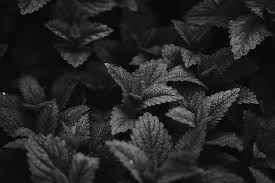 Check spelling or type a new query. Black And White Leaf Pictures Download Free Images On Unsplash