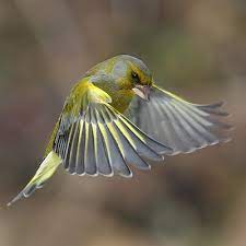 European greenfinch – Invasive Species South Africa
