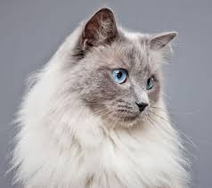 Pet Store Near Me Online Is Easy To Find When Looking For Pet Supplies Www Rosyandrocky Com Cats Cat Breeds Cat With Blue Eyes