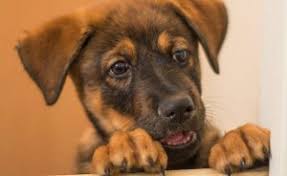 imena dlya sobak devochek i malchikov krasivye redkie russkie daj lapu