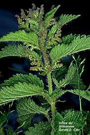 Image result for Urticaceae