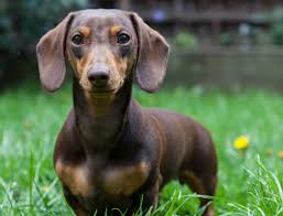 Jual mobil kamu dan terima pembayaran instan Wire Haired Pointing Griffon Breeders Puppies And Breed Information Dogs Australia