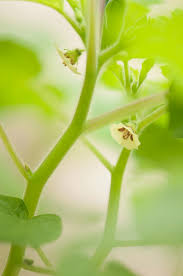 Image result for Physalis pubescens