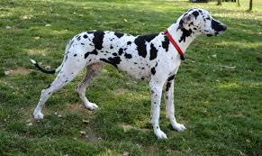 You will find great dane dogs for adoption and puppies for sale under the listings here. Great Dane Puppies Near Me Petfinder
