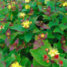 Hypericum Inodorum Rheingold Millepertuis Arbustif Semi Persistant Plants