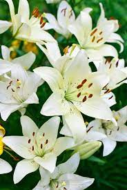 10 Fascinating Facts About Lilies Lily Flower Lily Popular Flowers
