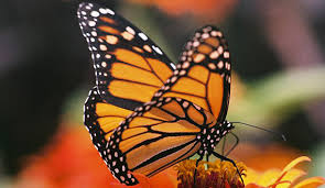 Image result for Monarch Butterfly