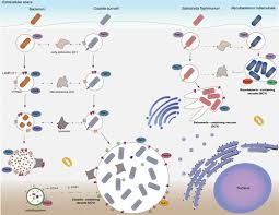Image result for Intracellular Bacteria