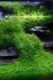 Ornek Bitkili Akvaryum Fotograflari Pflanzen Aquarium Aquarien Susswasseraquarium