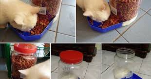 Sangkar bersaiz 2kaki lebar, panjang 1.8 kaki dan tinggi 1.5 kaki. Buat Bekas Makanan Kucing Bila Bercuti Diy Dari Balang Kuih Dan Bekas Aiskrim Blog Santai Santai Jerr