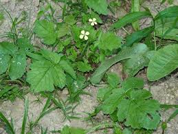 Image result for Raphanus