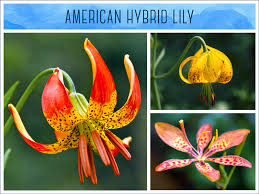 Check spelling or type a new query. Types Of Lilies A Visual Guide Ftd Com