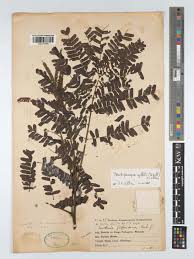 Image result for Pseudoprosopis