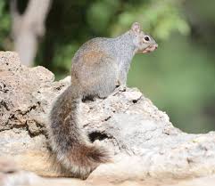 Despite the early afternoon heat, the squirrels were easy to find around the picnic area next to the car park. Rock Squirrel Or Gray Squirrel Sky Island Alliance