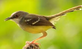 Scopri ricette, idee per la casa, consigli di stile e altre idee da provare. 10 Jenis Burung Murah Yang Terjangkau Di Setiap Kalangan