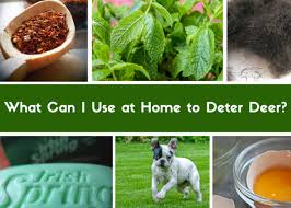 These seemingly harmless little balls are more than you bargained for. Best Homemade And Commercial Deer Deterrents For Your Garden Dengarden