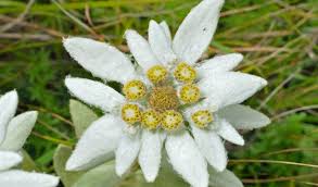 Terdapa 6 jenis bunga edelweis dengan nama lain javanese edelweis atau edelweis jawa atau bunga senduro. 8 Macam Tanaman Hias Beserta Contoh Dan Penjelasannya Bibit Online