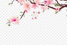 Fruit blossoms love cherry blossom branch china plum blossom hand petals god oriental faith nature religion chinese new year heart flowers spiritual asian care spring. Cherry Blossom Background