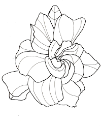 Line Drawing Flowers Gardenia Flower Drawing Flower Line Drawings Gardenia Tattoo