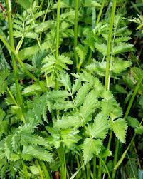 Image result for Pimpinella ledermannii