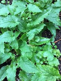 Image result for Limeum sulcatum