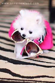 Butter The Teacup Pomeranian Teacup Pomeranian Cute Baby Puppies Pomeranian Lovers