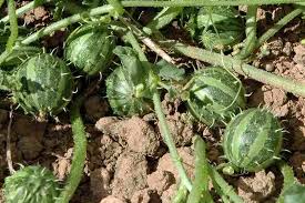 Image result for Cucumis myriocarpus