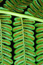 Image result for Cyathea thomsonii