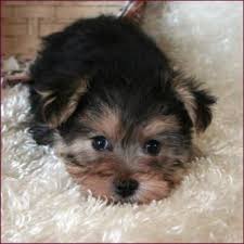 Black And Tan Yorkie Poo Puppies For Sale Morkie Yorktese Yorkie Maltese Puppies For Sale Iowa Morkie Puppies Maltese Puppy Puppies