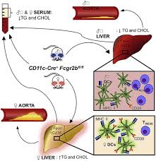 Check spelling or type a new query. Fcgriib On Cd11c Cells Modulates Serum Cholesterol And Triglyceride Levels And Differentially Affects Atherosclerosis In Male And Female Ldlr Mice Atherosclerosis