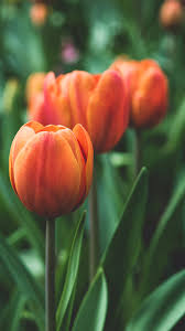 Flower Tulip Red Love Nature Hd Wallpapers And Backgrounds For Iphone Nature pictures of flowers and butterflies for iphone and android. flower tulip red love nature hd
