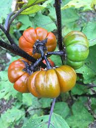 Image result for Solanum aethiopicum