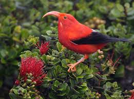 Nature And More Beautiful Birds Bird Bird Photo