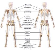 Human bone anatomy | osteology. The Long Bones In Human Anatomy Are Highlighted Image Obtained And Download Scientific Diagram