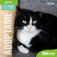 CatSeason #Quito ¡ELSA...