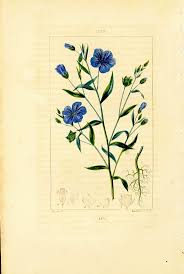 Lin Bleu Cultive Flower Art Drawing Botanical Wall Art Antique Botanical Print