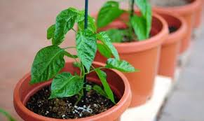 Cili padi, cabai burung, lada padi nama inggeris: 2 Cara Membuat Bibit Cabe Agar Cepat Tumbuh Hasil Optimal